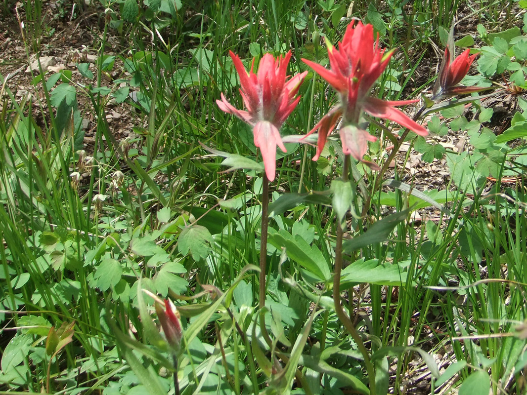 Red/Orange - Montana Wildflowers